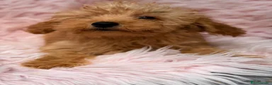 Maltipoo 2