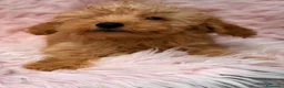 Maltipoo perros en venta: MALTIPOO HEMBRA  - Anuncio 9