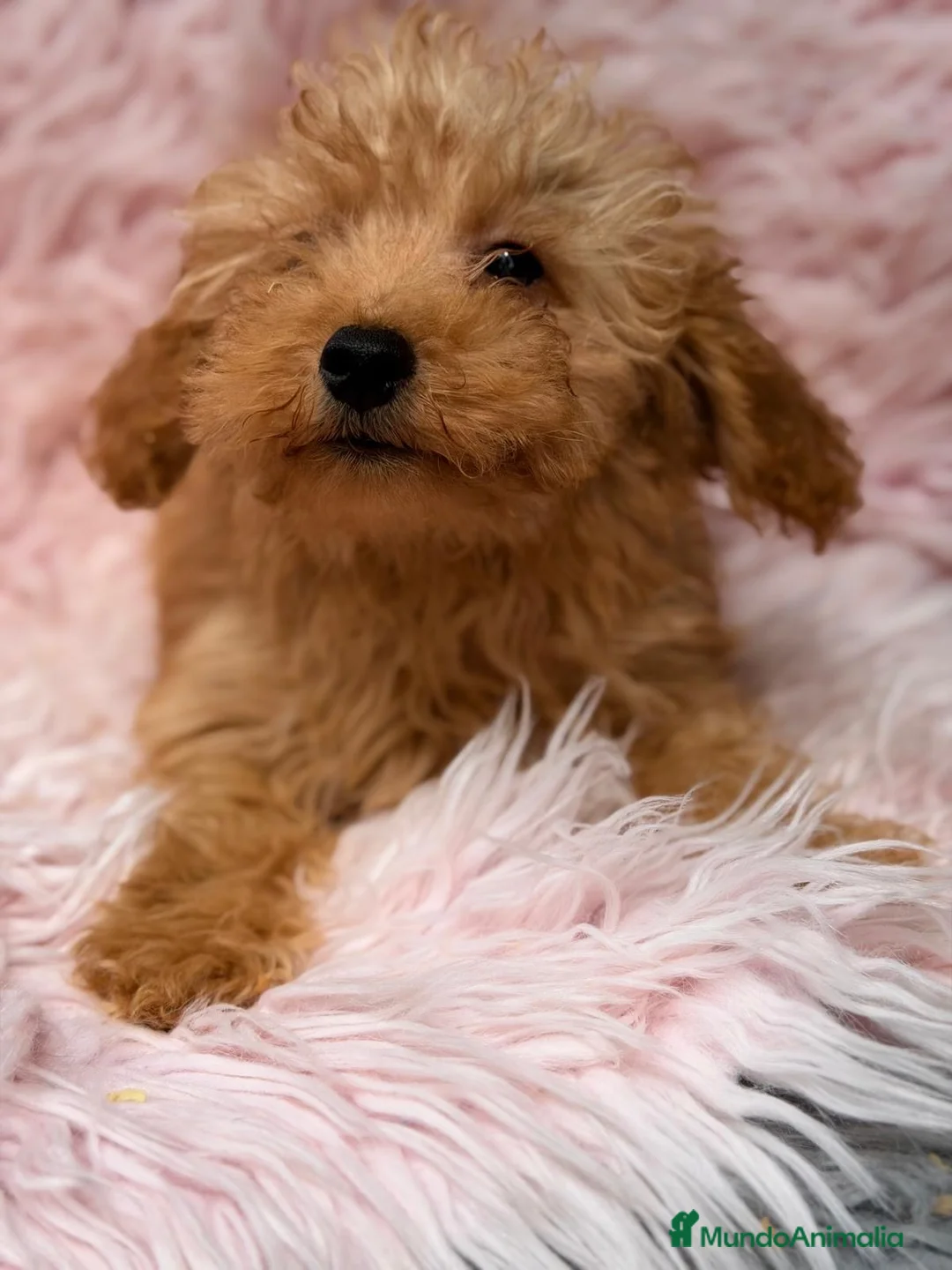 Maltipoo perros en venta: MALTIPOO HEMBRA  - Anuncio 9