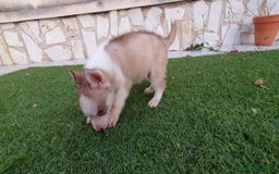 Husky Siberiano perros en venta: Encantadores cachorros Husky Siberiano  - Imagen 12