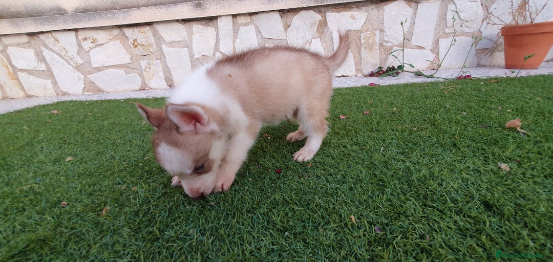 Husky Siberiano perros en venta: Encantadores cachorros Husky Siberiano  - Imagen 12
