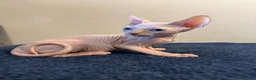 Sphynx gatos en venta: Precioso machito ojos azules  - Anuncio 9