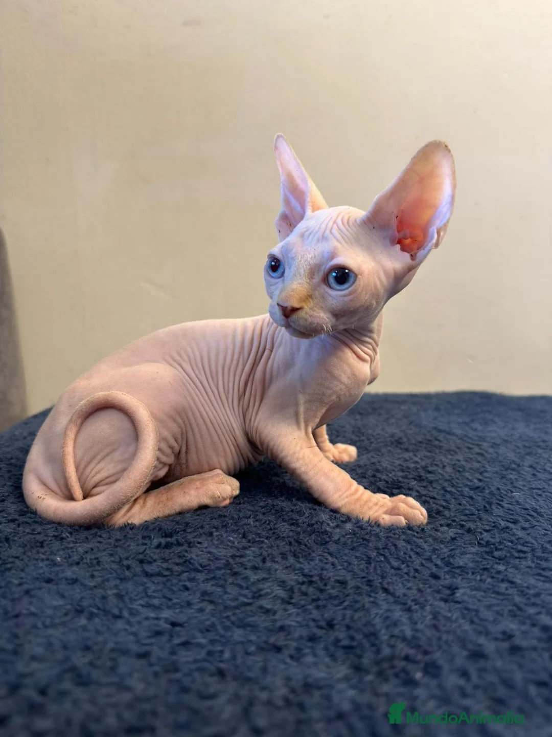 Sphynx gatos en venta: Precioso machito ojos azules  - Anuncio 9