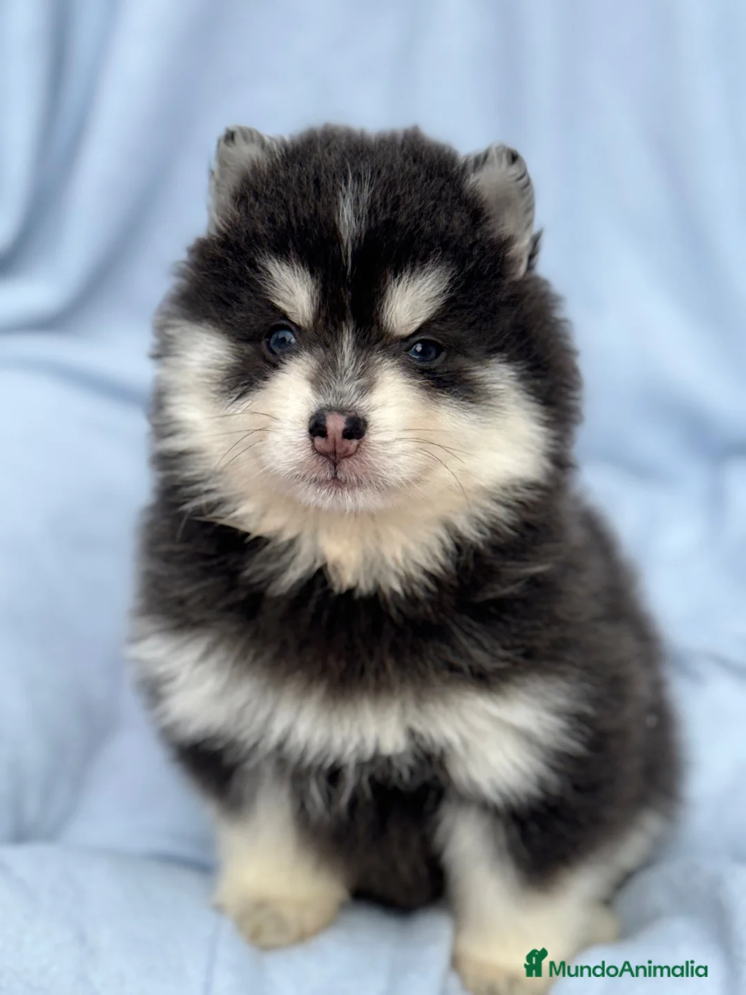 Pomsky perros en venta: dos machos y ultima hembra Pomsky ojos azules  - Anuncio 13