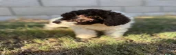 Perro de Agua Español perros en venta: Disponible Perros de agua de Calidad  - Anuncio 3