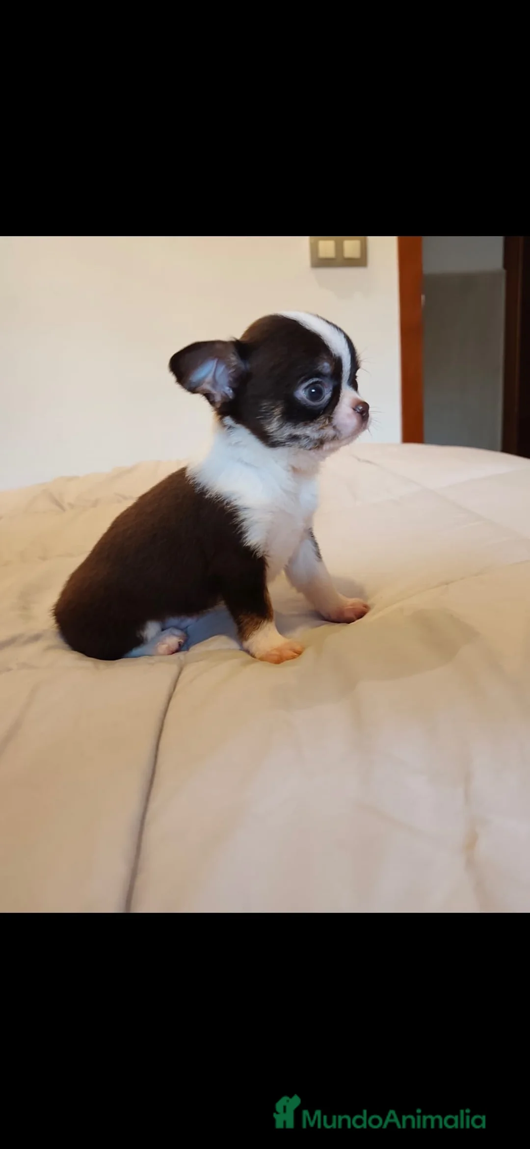 Chihuahua perros en venta: Chihuaha toy  - Anuncio 3
