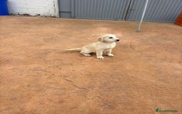 Labrador Retriever perros en venta: Labrador retriever último macho  - Anuncio 1