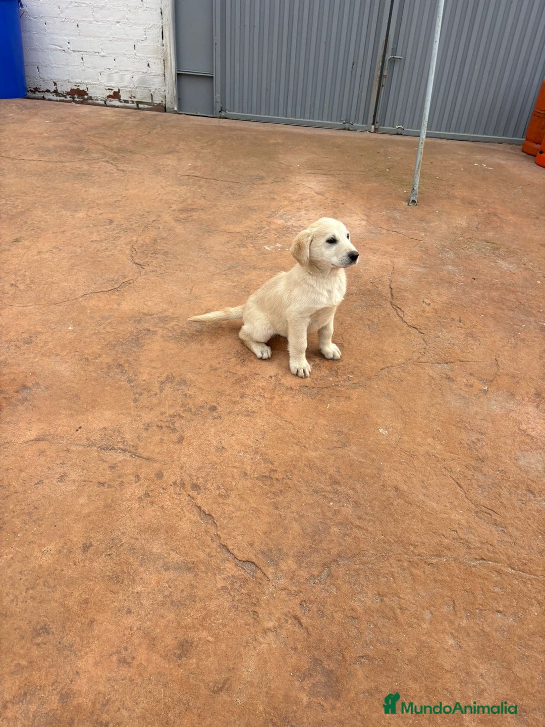 Labrador Retriever perros en venta: Labrador retriever último macho  - Anuncio 1