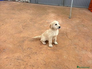 Labrador Retriever perros Labrador retriever último macho - Anuncio 1