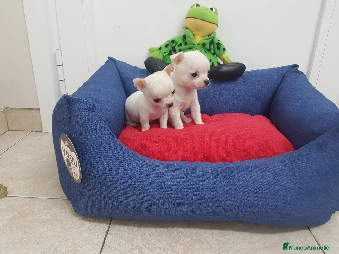 Chihuahua perros en venta: Chihuahuas preciosos en Barcelona - Anuncio 7