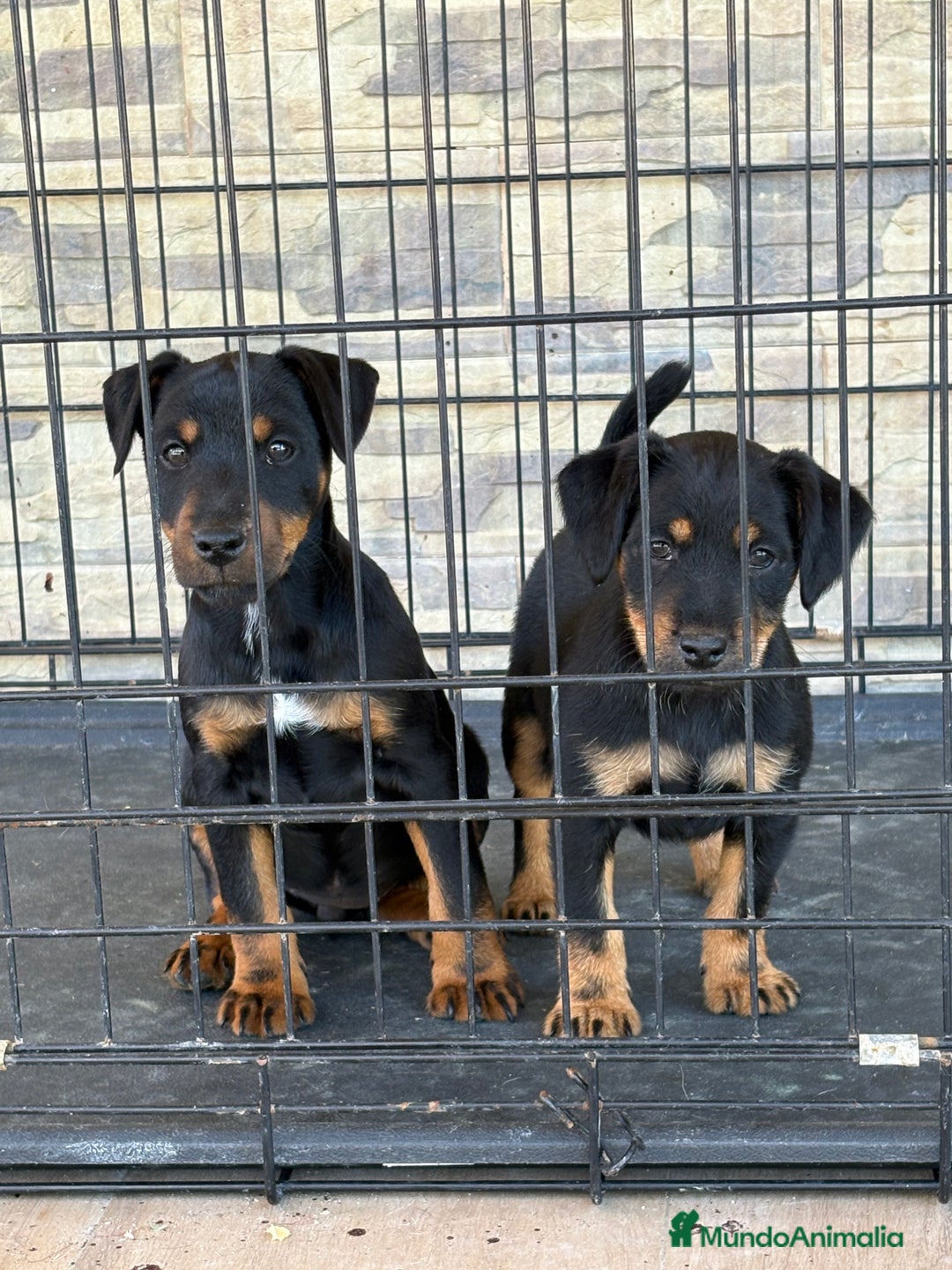 Terrier Alemán de Caza perros en venta: Cachorras Jagd terrier  - Anuncio 2