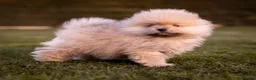 Pomerania perros en venta: Camada Pomerania Toy - Anuncio 3