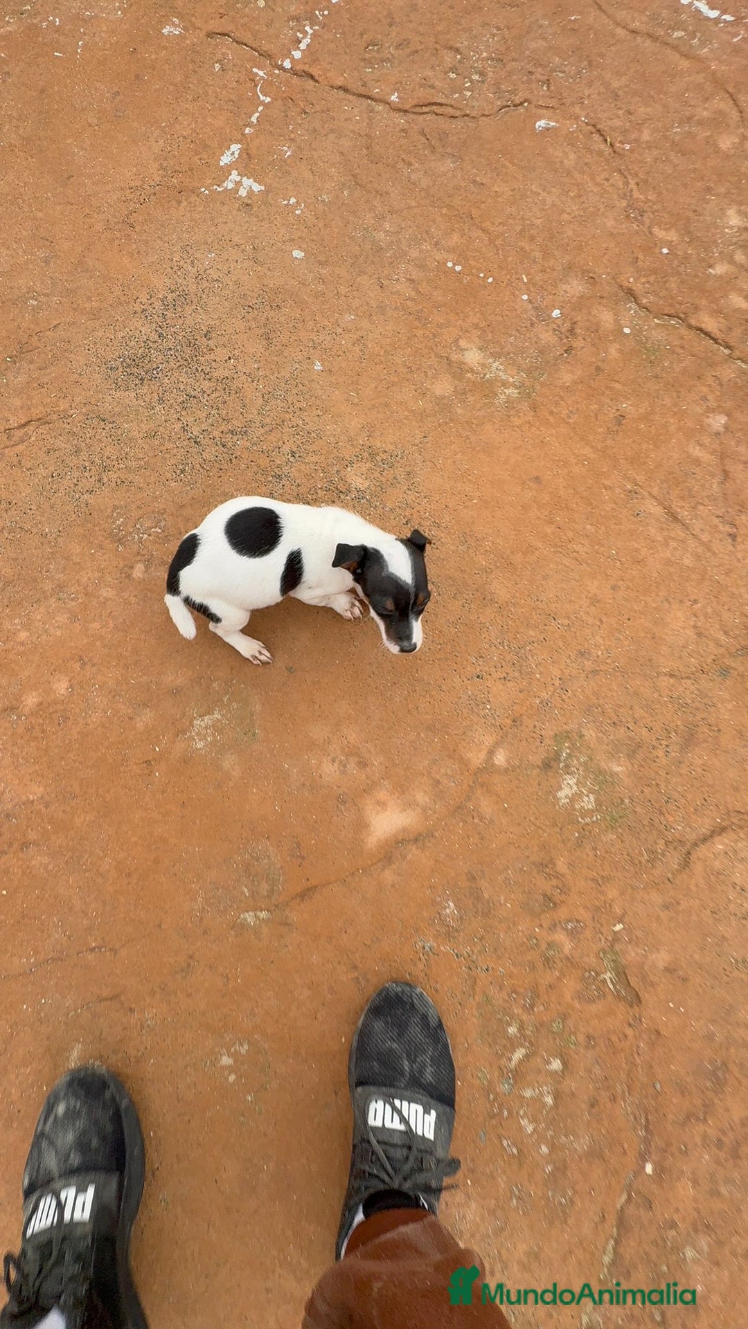 Jack Russell Terrier perros en venta: Jack Russell terrier  - Anuncio 5