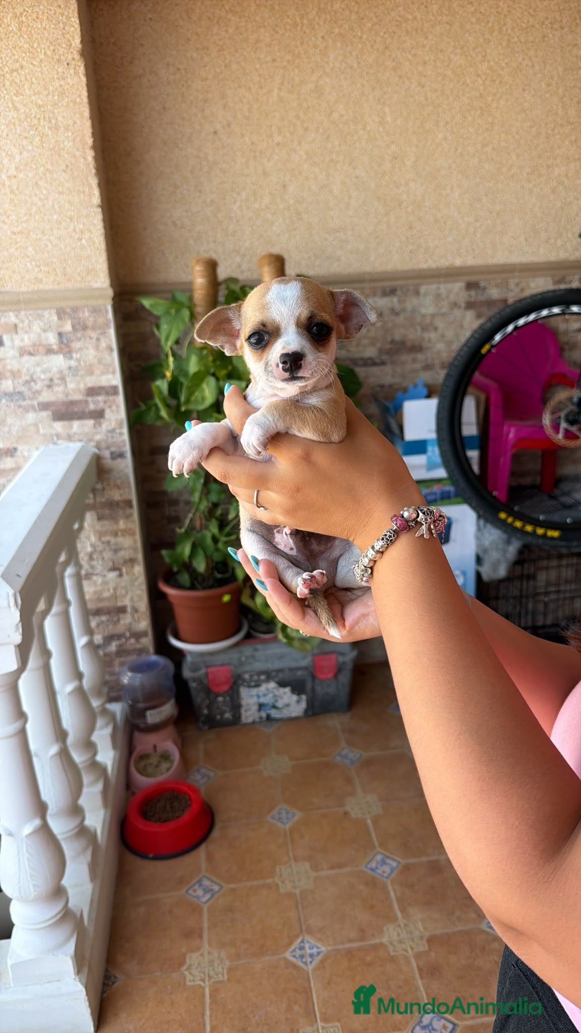 Chihuahua perros Chihuahua toy  - Anuncio 5