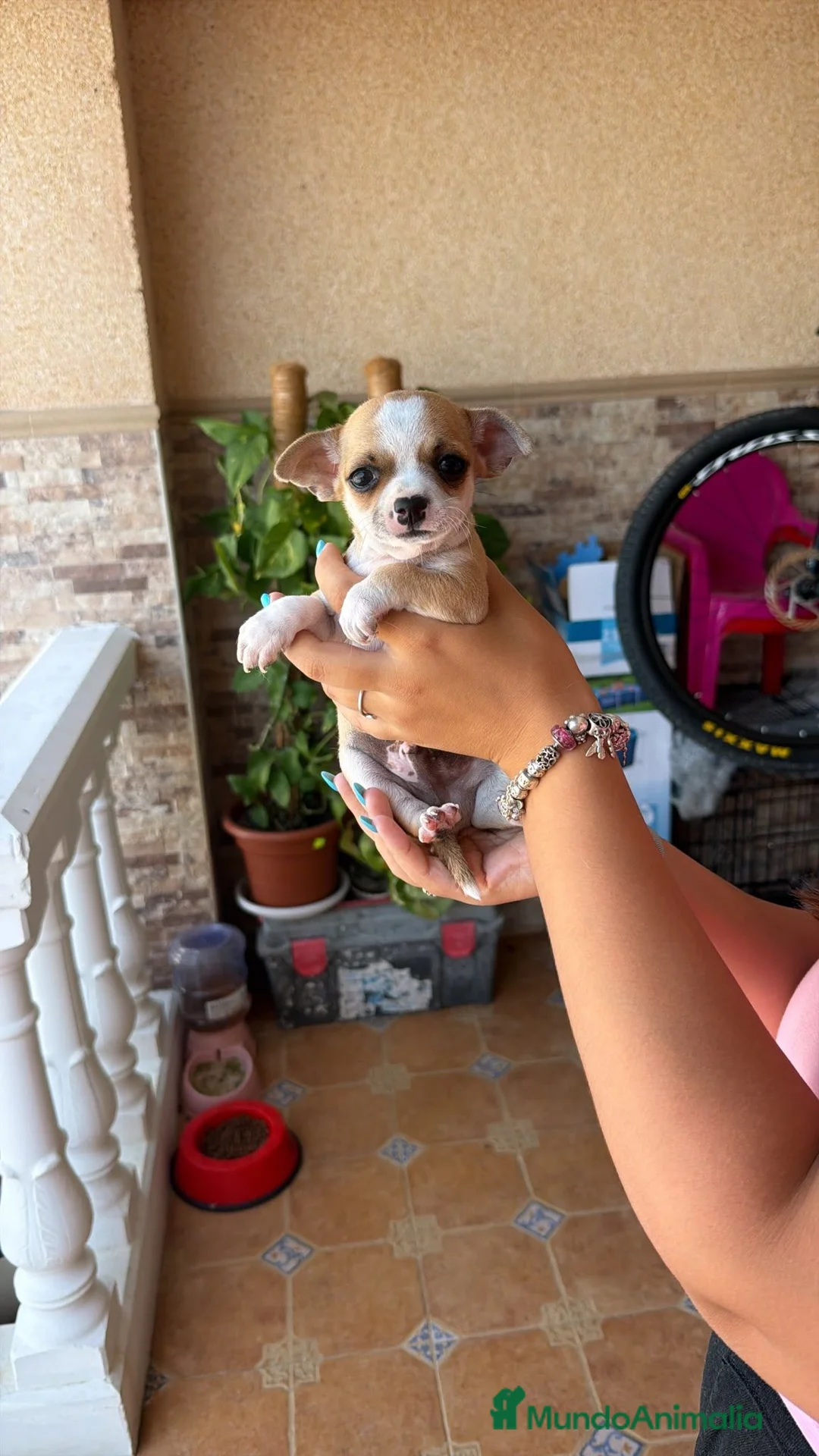 Chihuahua perros en venta: Chihuahua toy  - Anuncio 1