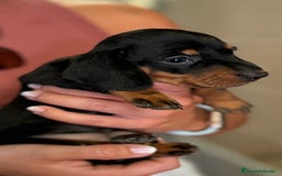 Teckel perros en venta: Teckel Miniatura pelo corto HEMBRA - Imagen 2