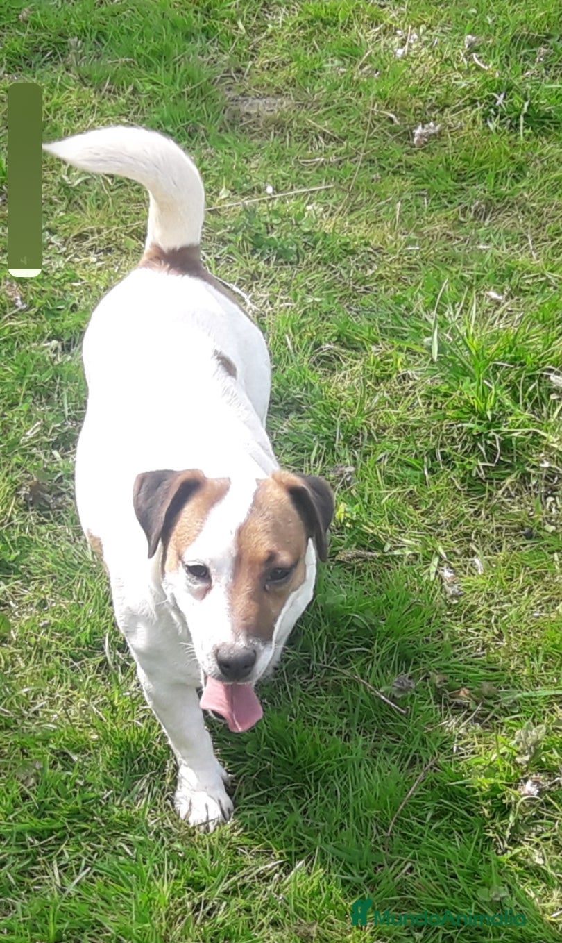 Jack Russell Terrier perros Jack russell adulta  - Anuncio 1