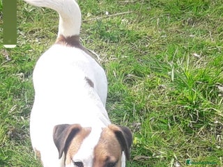 Jack Russell Terrier perros Jack russell adulta - Anuncio 1