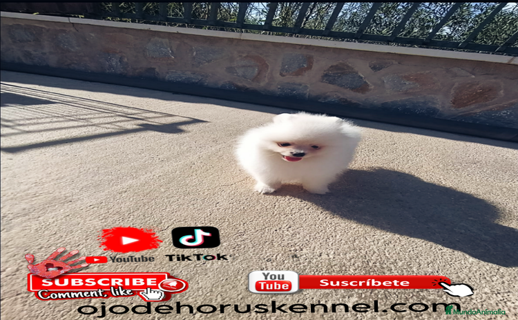 Pomerania perros en venta - Anuncio 1