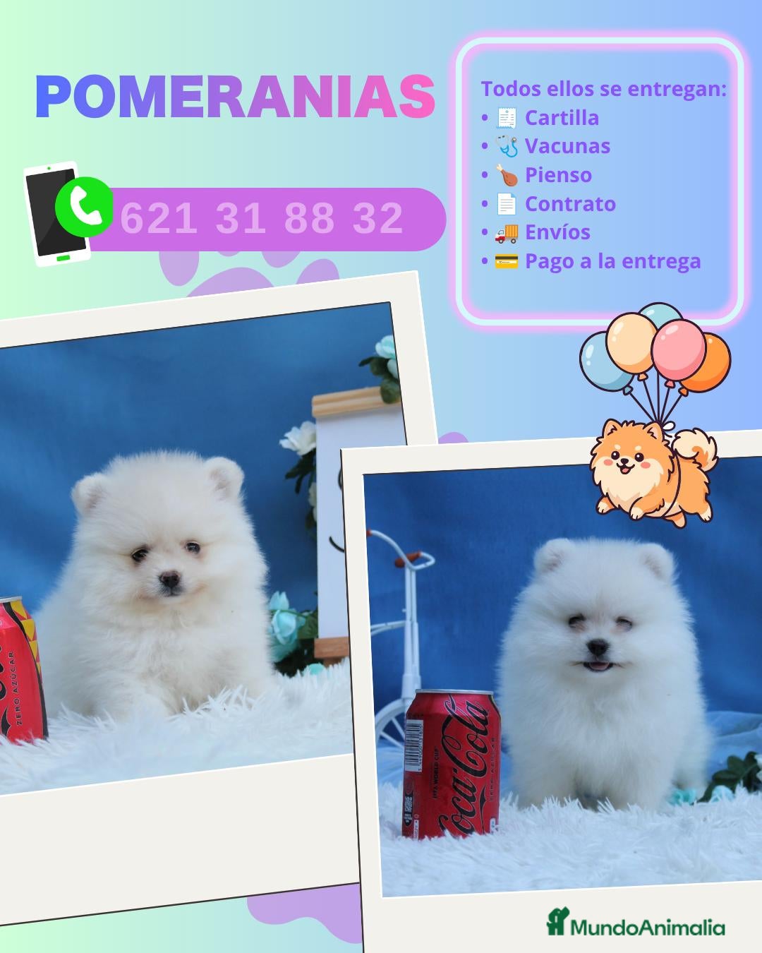 Pomerania perros Auténticos pomerania carita de osito - Anuncio 1