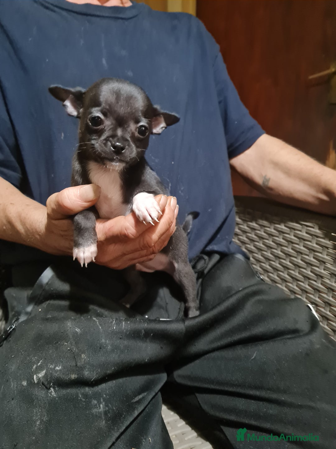 Chihuahua perros en venta: Chihuahua  toy - Imagen 10