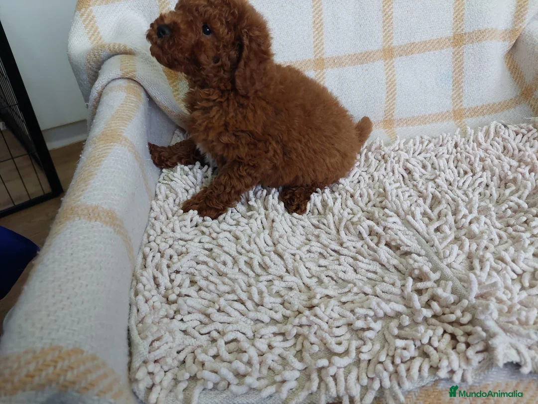Caniche Toy perros en venta: Caniche toy  - Anuncio 2