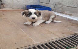 Border Collie perros en venta: BORDER COLLIE SABLE - Imagen 6
