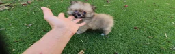 Pomerania perros en venta: Pomerania Toy Top  - Anuncio 14