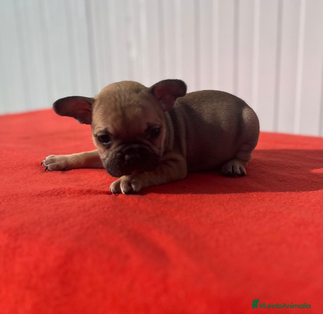 Bulldog Francés perros en venta: Bulldog Francés  - Anuncio 5