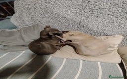 Pequeño Lebrel Italiano perros en venta: Dulces Piccolo  - Imagen 1