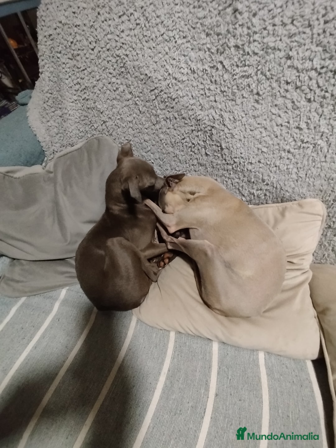 Pequeño Lebrel Italiano perros en venta: Dulces Piccolo  - Imagen 1