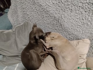 Pequeño Lebrel Italiano perros - Anuncio 6