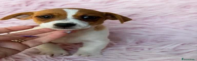 Jack Russell Terrier 4