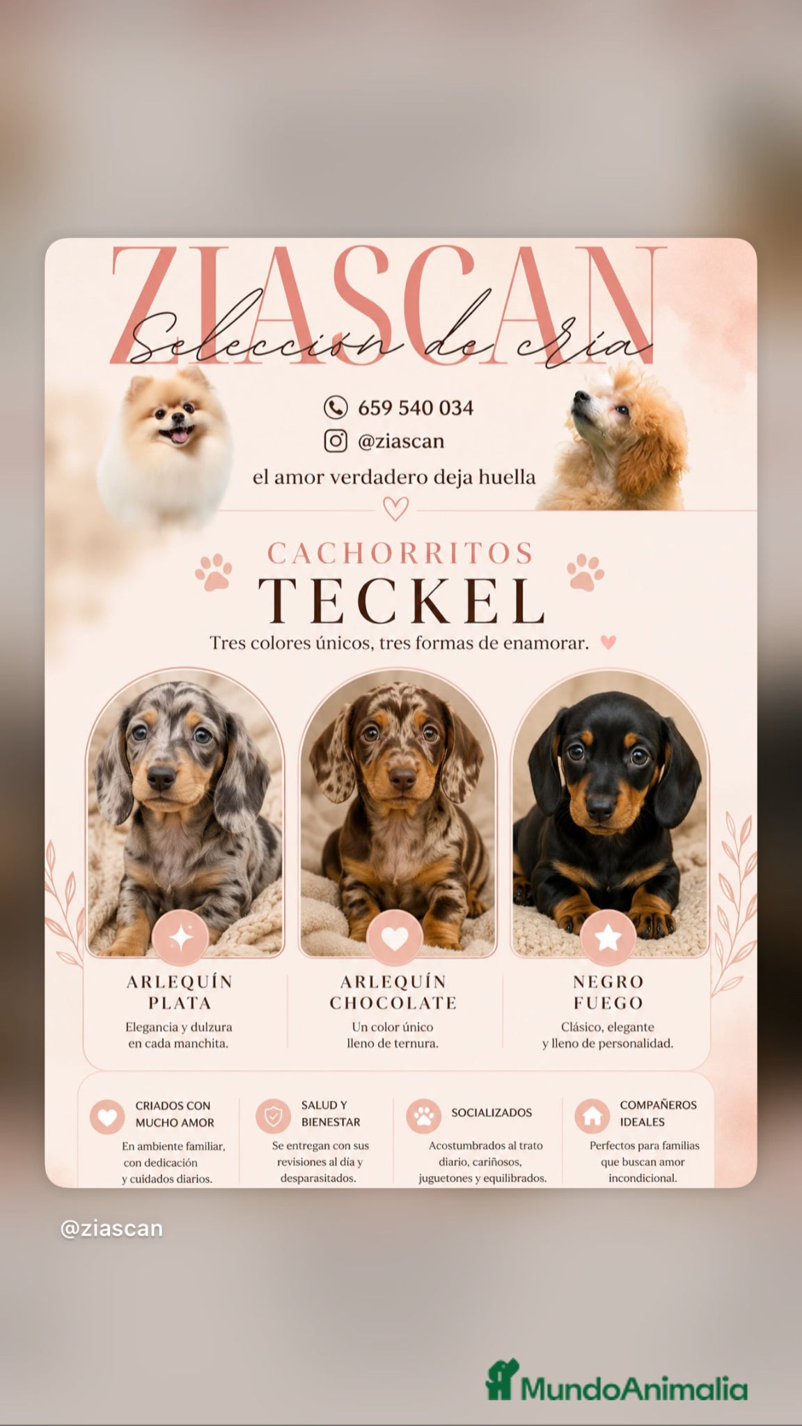 Teckel Miniatura perros TECKEL ARLEQUIN /NEGRO FUEGO ✨🐶 - Anuncio 4