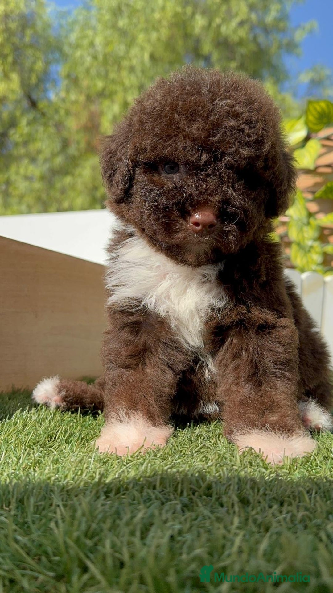 Perro de Agua Español perros en venta: PERRO DE AGUA HEMBRA - Imagen 17