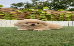 Pekinés perros en venta: PEKINES IMPERIAL - Imagen 7