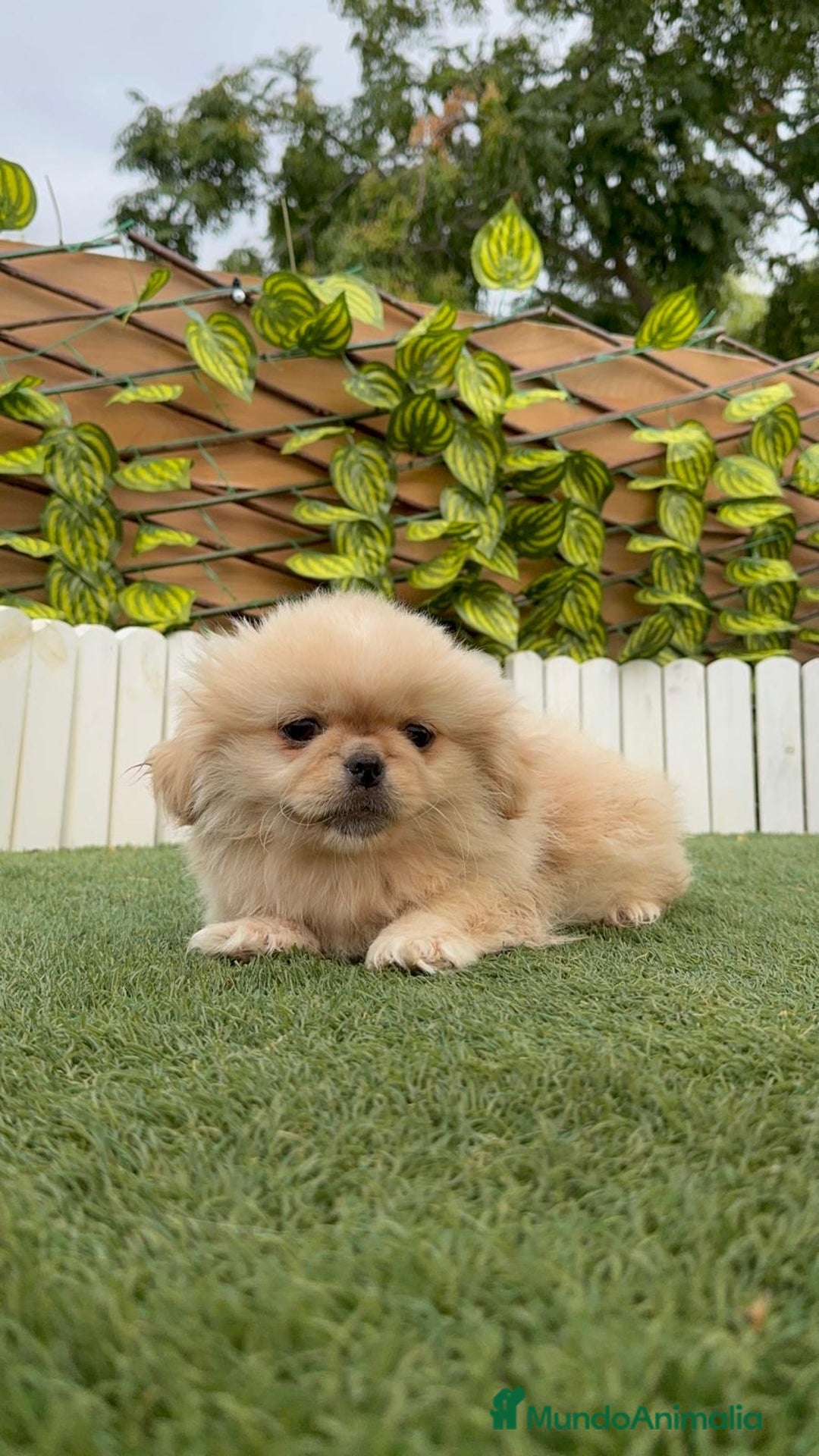 Pekinés perros en venta: PEKINES IMPERIAL - Imagen 7