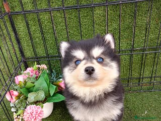 Pomsky perros POMSKY OJOS AZULES - Anuncio 1