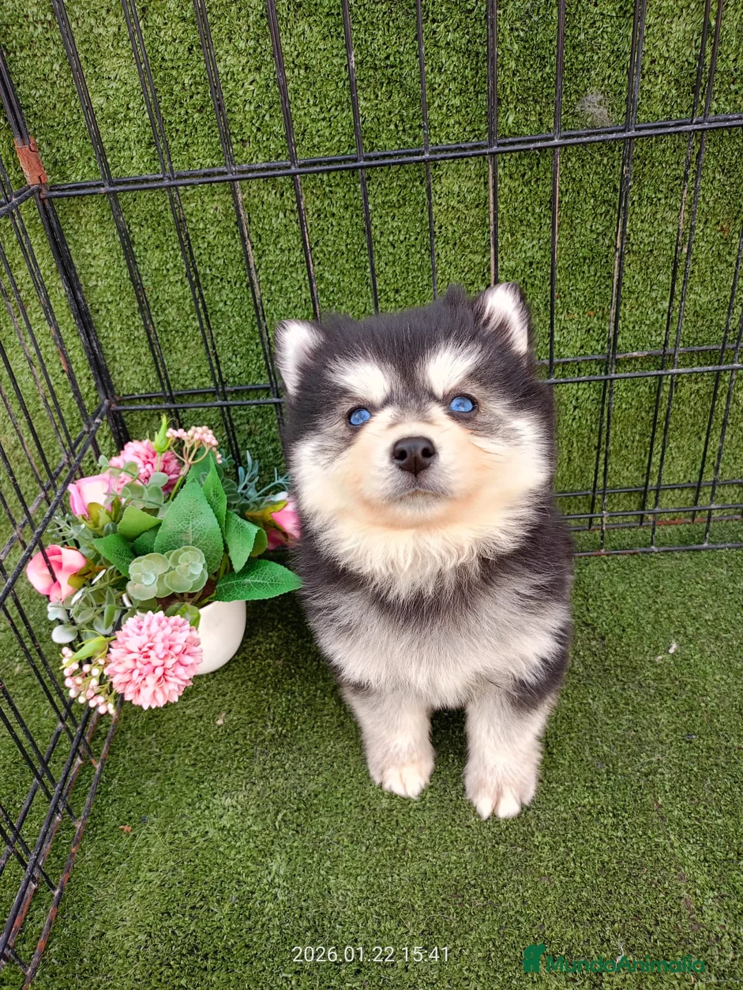 Pomsky perros en venta: POMSKY OJOS AZULES - Anuncio 1