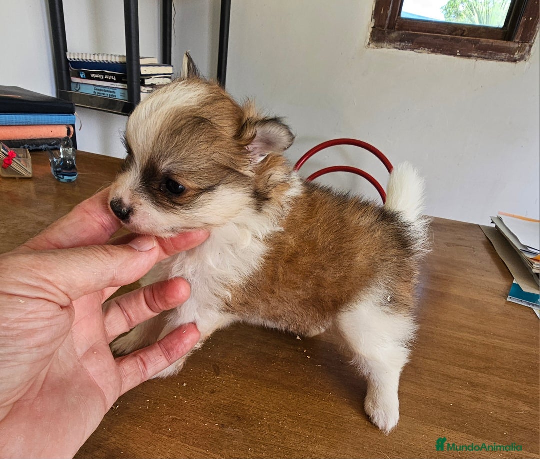 Pomerania perros en venta: Espectaculares Pomerania - Imagen 3