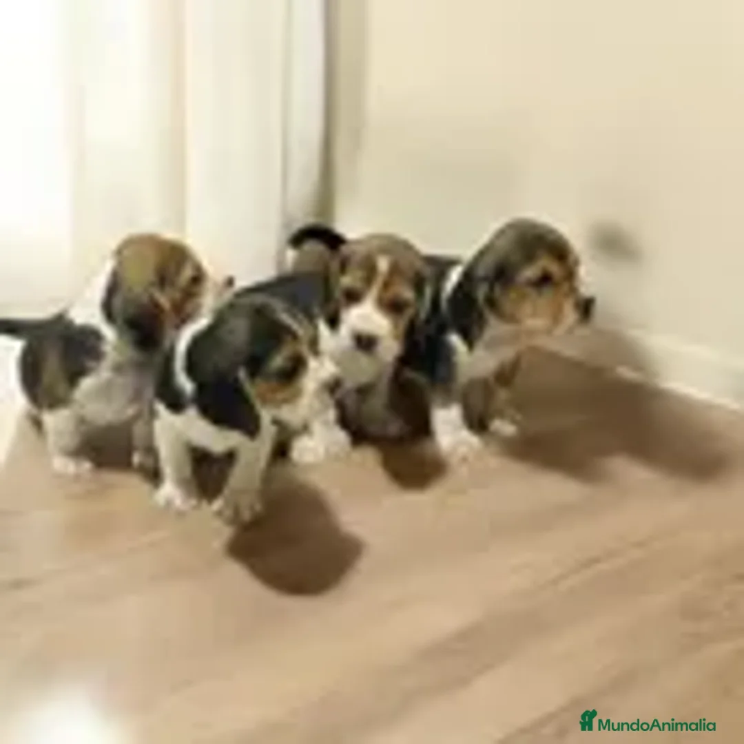 Beagle perros en venta: Puppies beagle !! - Anuncio 3