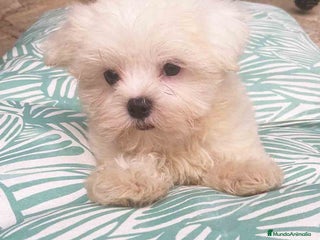 Bichón Maltés perros en Barcelona - Anuncio 21