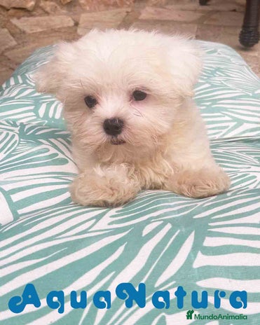 Bichón Maltés perros en Barcelona - Anuncio 9