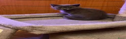 Británico de Pelo Corto gatos en venta: Gatitos British shorthair - Anuncio 10