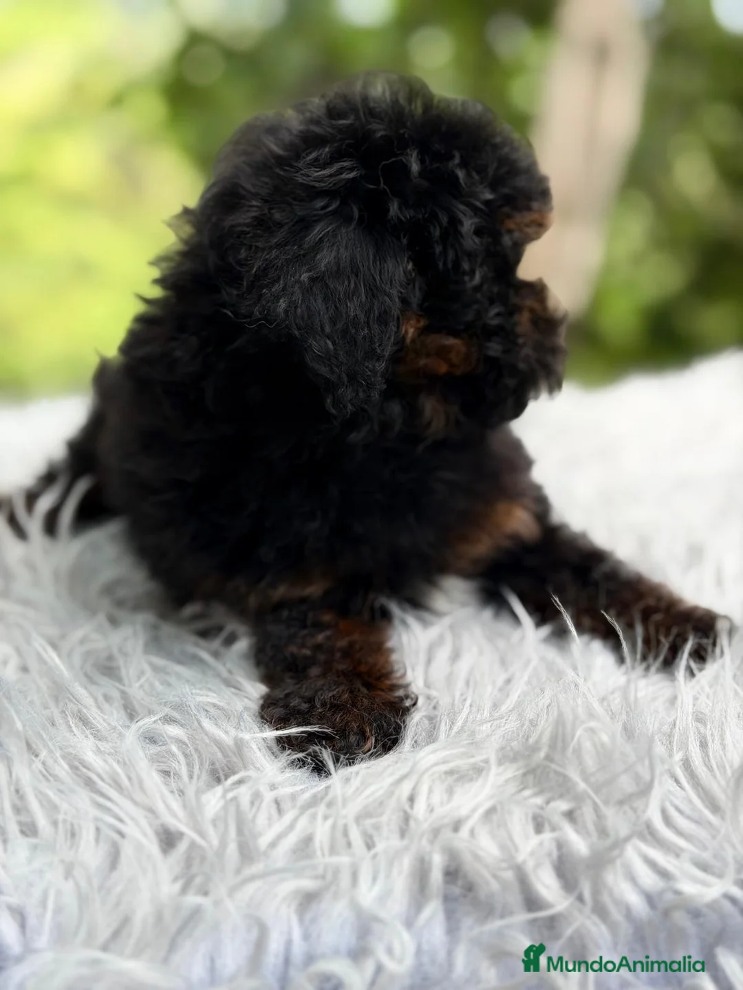 Caniche Toy perros en venta: CANICHE TOY PHANTOM DISPONIBLE MACHITO - Anuncio 8