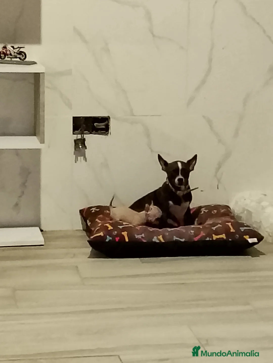 Chihuahua perros en venta: Chihuahuas miniatura  en Alicante - Anuncio 7