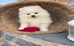 Pomerania perros en venta: Pomerania hembra y Macho  - Imagen 5