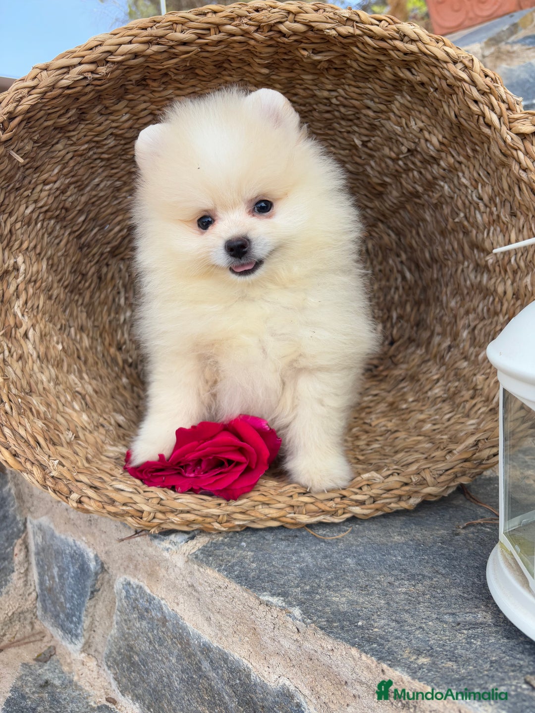 Pomerania perros en venta: Pomerania hembra y Macho  - Imagen 5