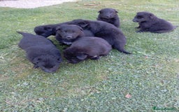 Pastor Belga Groenendael perros en venta: Camada de Pastor Belga Groenendael - Imagen 2