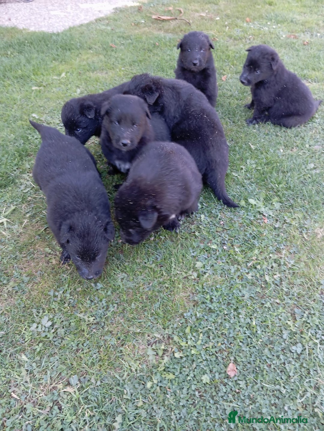 Pastor Belga Groenendael perros en venta: Camada de Pastor Belga Groenendael - Imagen 2